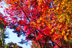 神戸森林植物園