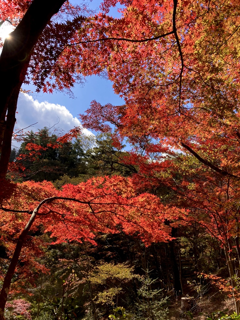 神戸森林植物園