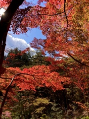 神戸森林植物園