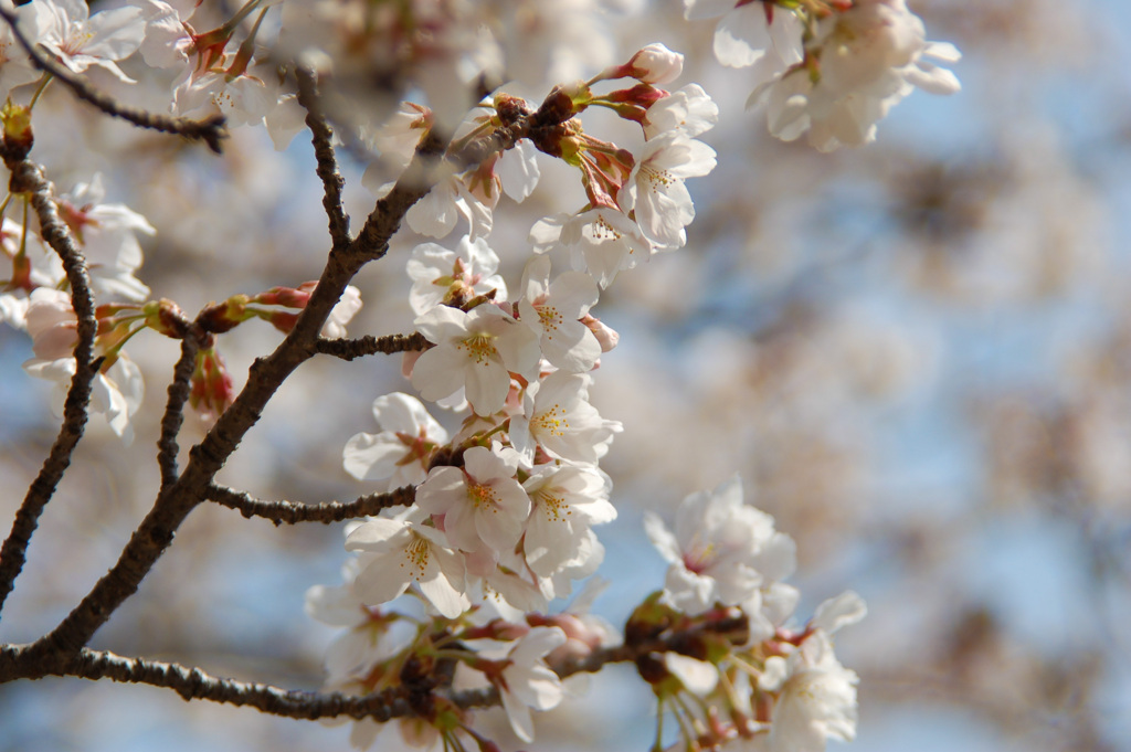 桜