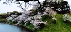 江戸城の桜