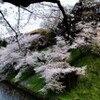 江戸城の桜