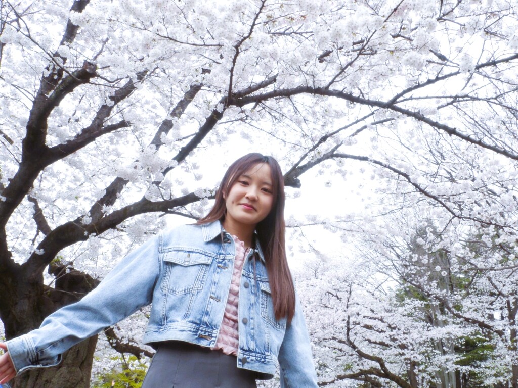 美しい桜の木（清田美桜）