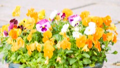 GWの花