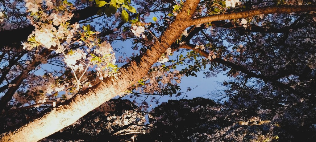 桜の枝
