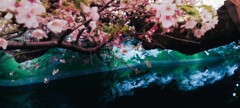 反射する桜