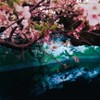 反射する桜