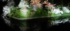 皇居の桜