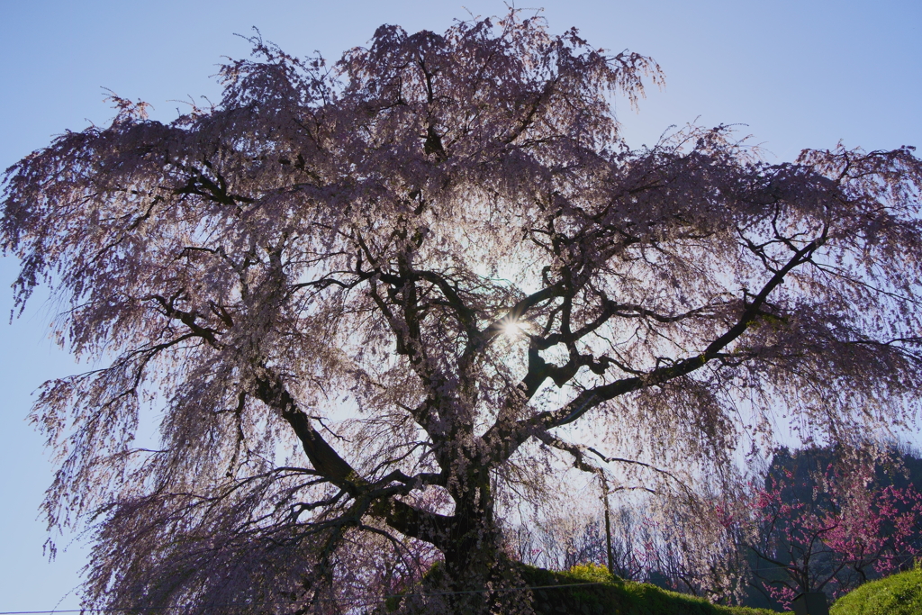 又兵衛桜２