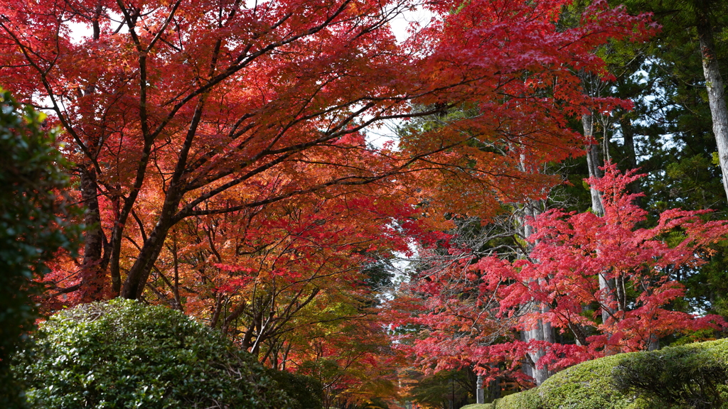 紅葉のアーチ