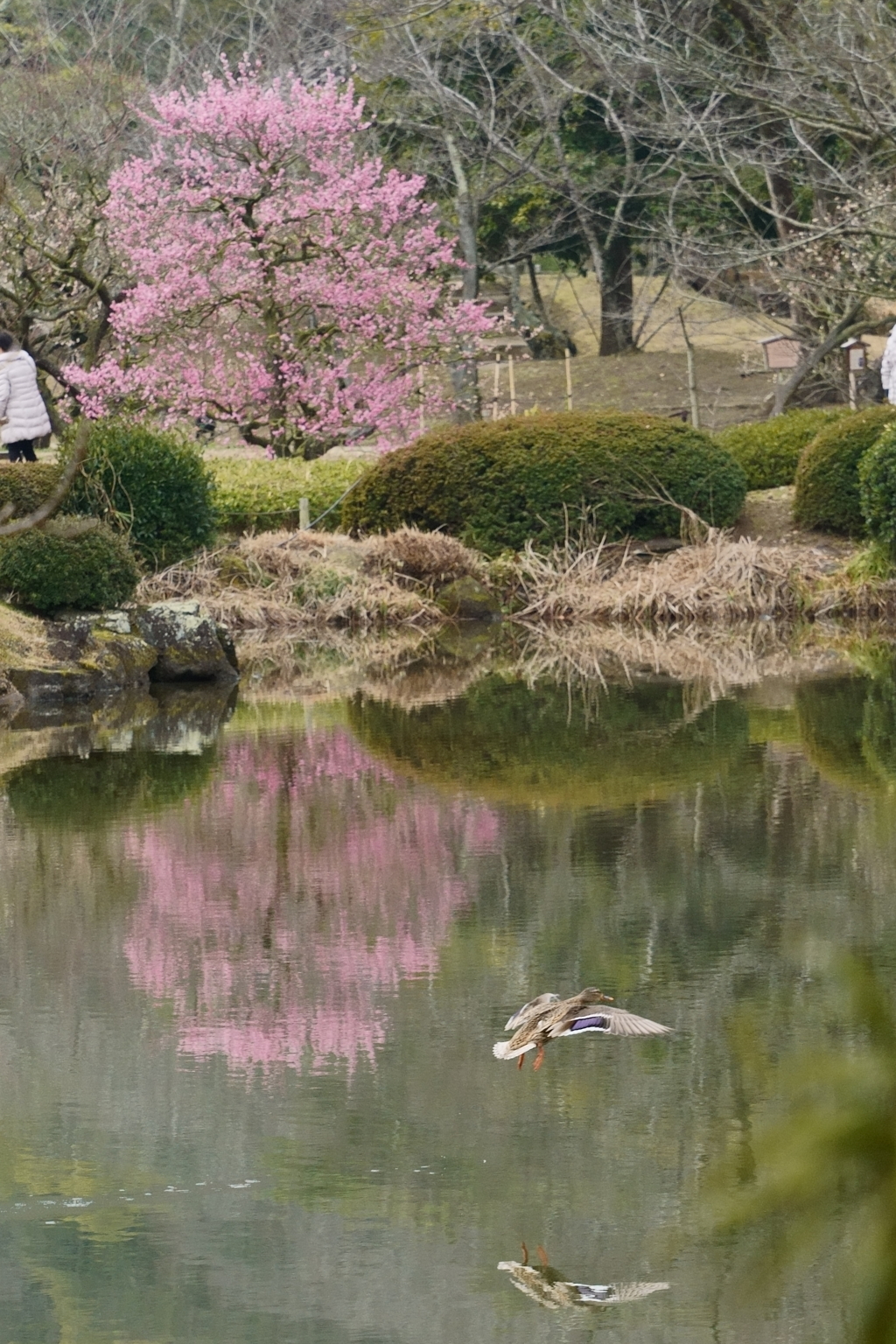 梅カモ