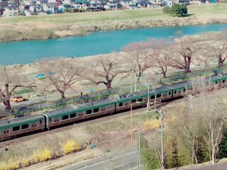 桜の木を通る電車