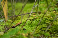 苔の世界