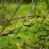 苔の世界