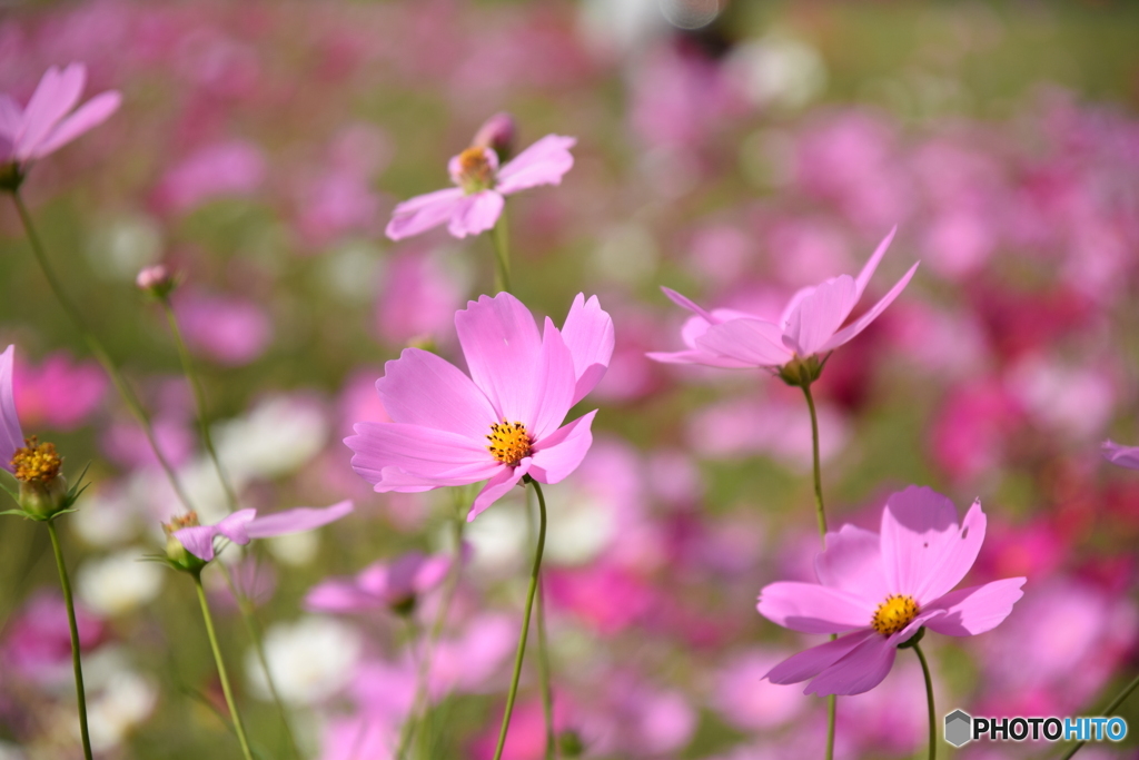 秋桜