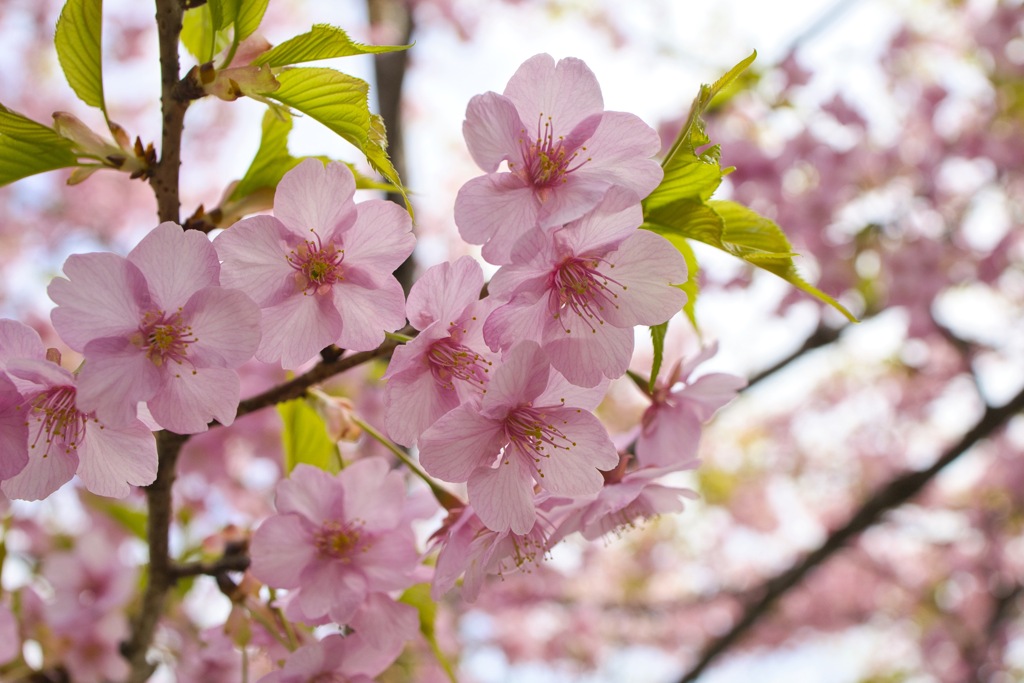 桜の花脈