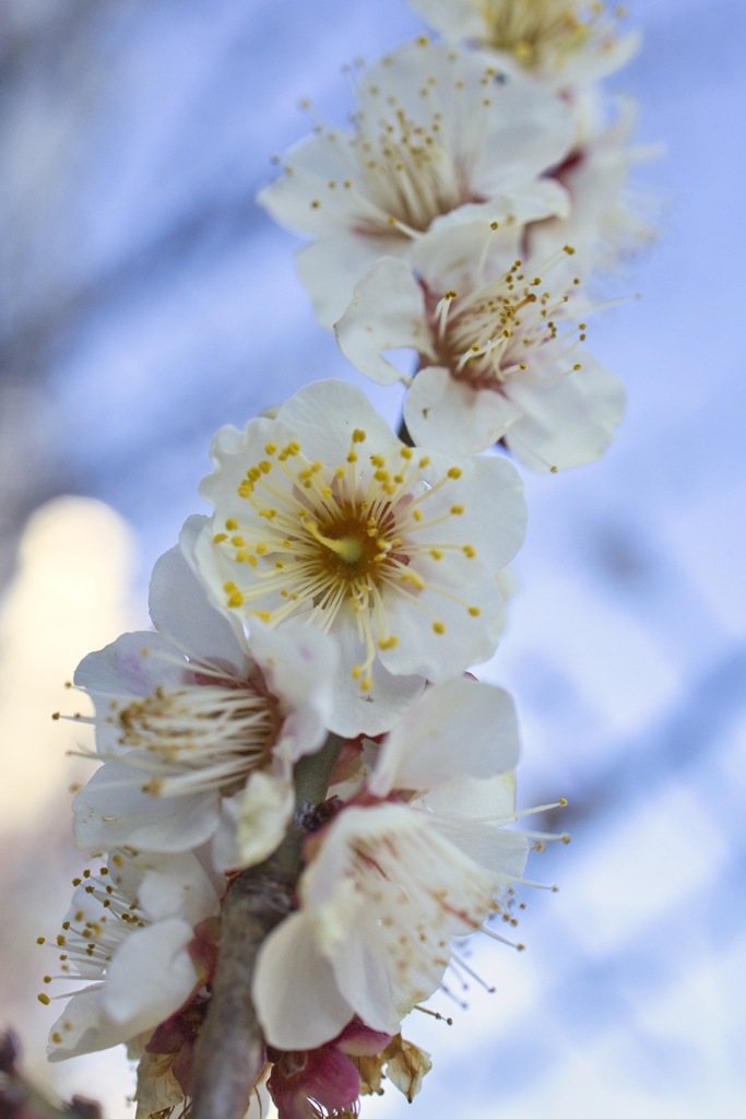 plum blossom