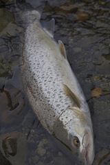 brown trout