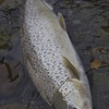 brown trout