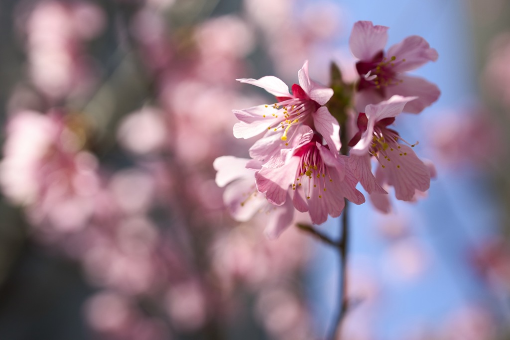 SAKURA