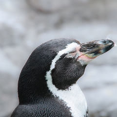 うたた寝ペンギン