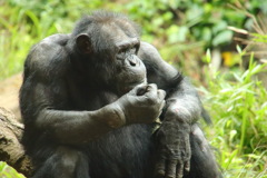 昼下がりのチンパンジー