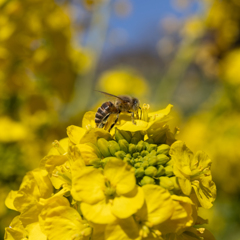 ミツバチと菜の花