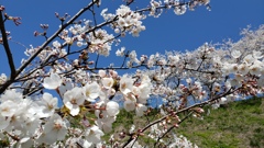 桜銀河