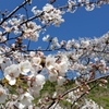 桜銀河