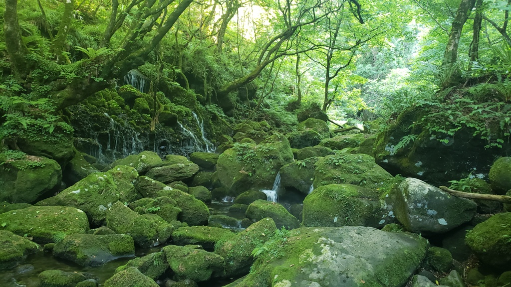 木霊の森