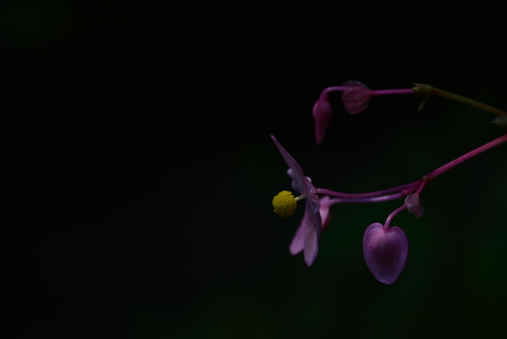山中の花