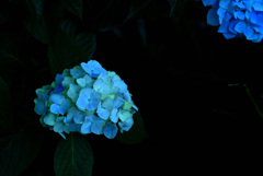 川辺の紫陽花