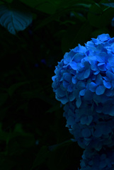紫陽花