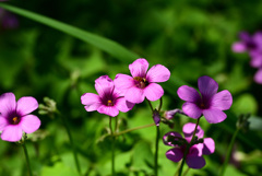 通りすがりに見つけた花