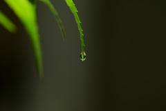 雫