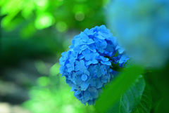 紫陽花