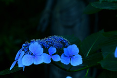 紫陽花