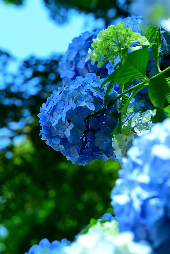 紫陽花
