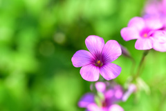 通りすがりに見つけた花