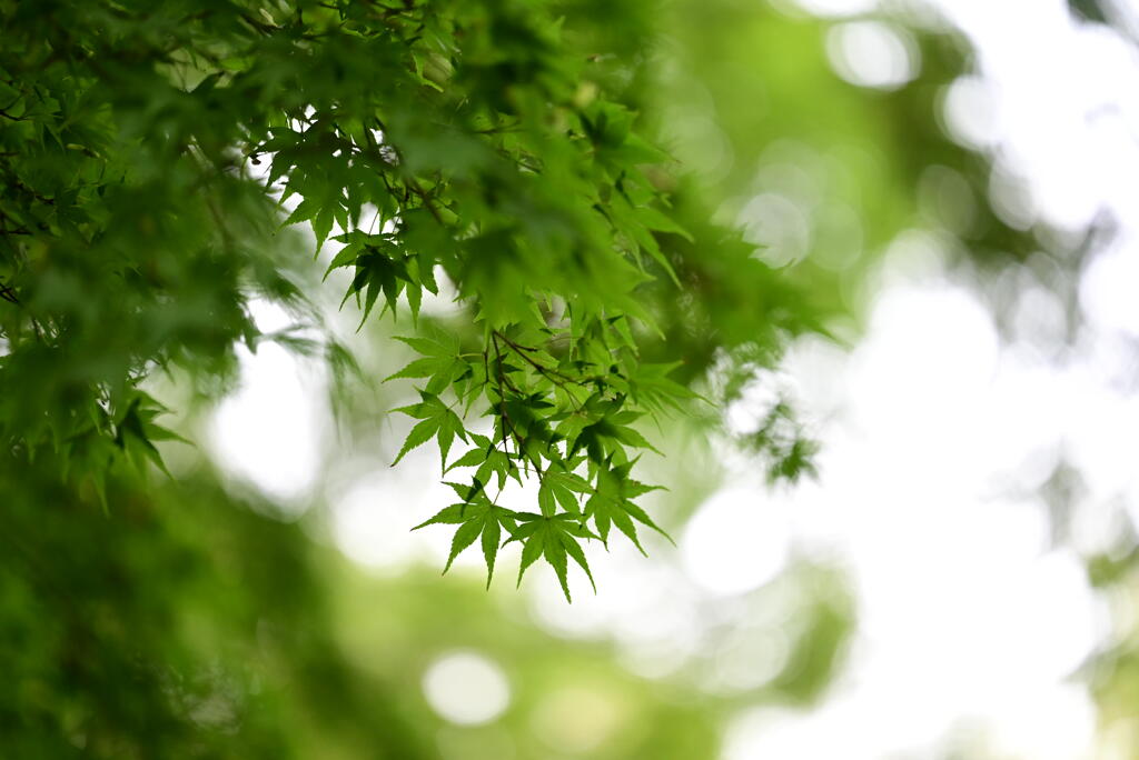 緑のもみじもおかし