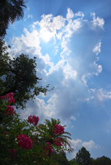百日紅と空