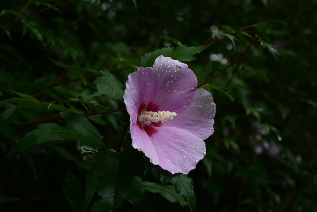 雨上がりの花が好き