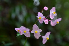 山中の花