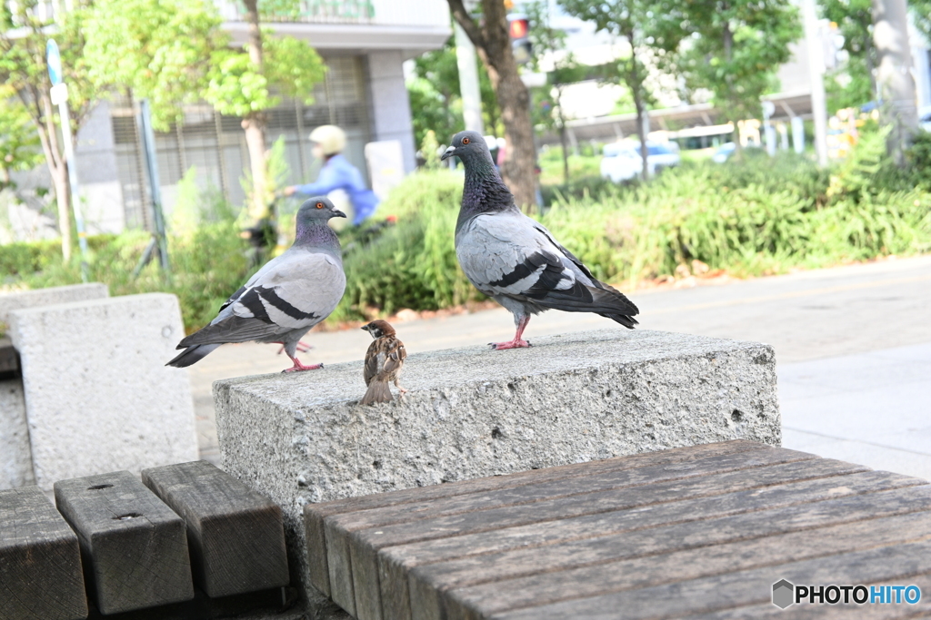 鳥たちの集会