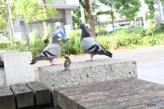 鳥たちの集会
