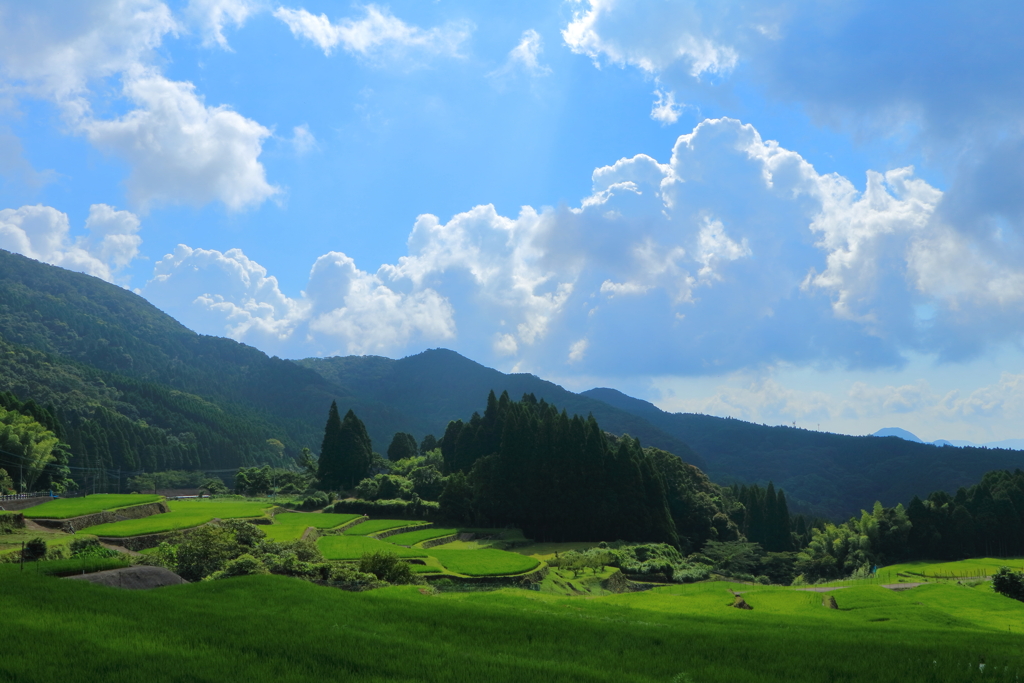 八重山の棚田