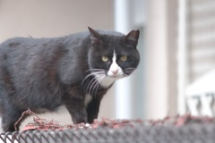 にゃんこ