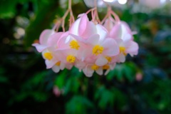 kireinahana