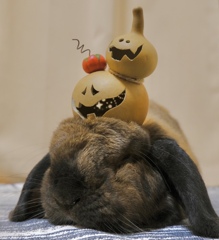 usagi