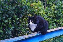 neko